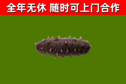 湘桥烟酒回收干海参.jpg